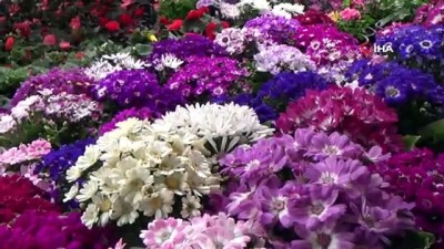 cezbe -  İlkbaharla birlikte tezgahlar renklendi  Videosu