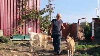 sokak kopegi - Köpekleri için Türkiye'de yaşamayı seçti - İZMİR  Videosu