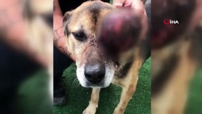 hasta hayvanlar -  Yaralı köpek, tedavi için 900 kilometre yol gitti  Videosu