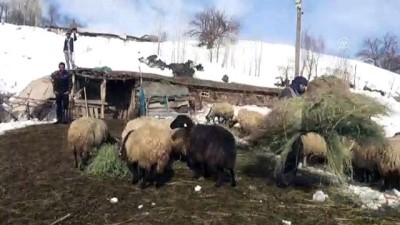 buyukbas hayvan - Besicilerin kar çilesi nisanda da sürüyor - HAKKARİ  Videosu