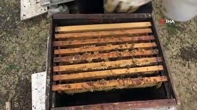  Bursa’da arı ölümleri devam ediyor 