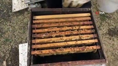 tarim -  Bursa’da arı ölümleri devam ediyor  Videosu