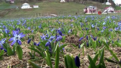 estetik -  Mor Yayla'nın Mavi Yıldız çiçekleri kendini göstermeye başladı  Videosu