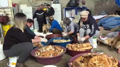 hayvan sevgisi - Sahipsiz 600 köpeğin bakımını yapıyorlar - İZMİR  Videosu