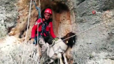 keci -  Yamaçta mahsur kalan keçiler 5 saat süren operasyonla kurtarıldı  Videosu