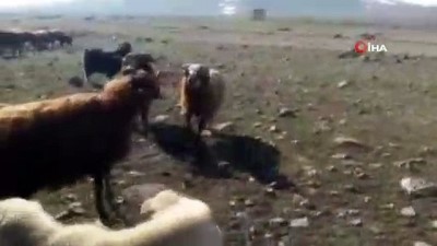 kamera -  Koçların kavgasını çoban köpekleri ayırdı  Videosu