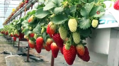cennet -  - Sinop'ta topraksız çilek üretimi başladı Videosu