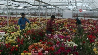 ihracat -  Antalya’da çiçek seralarında Anneler Günü mesaisi  Videosu