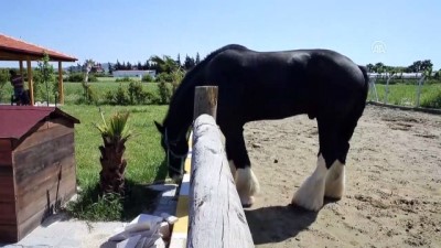at ciftligi - Bin 200 kilogramlık at görenleri şaşırtıyor - HATAY  Videosu
