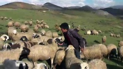 ilkbahar - Çobanların ilkbahardaki zorlu mesaisi - TUNCELİ  Videosu