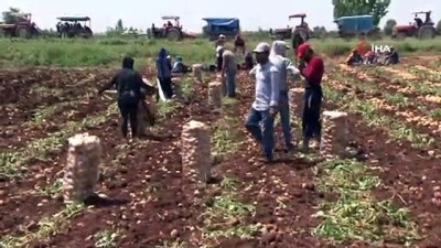 ilginc goruntu -  Dar gelirli aileler başağa hücum etti...Başak tarlaları havadan görüntülendi  Videosu