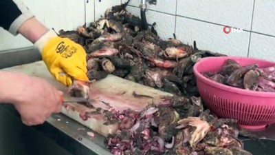 alamut -  Dışı zehirli, içi lezzetli balık İskorpit  Videosu