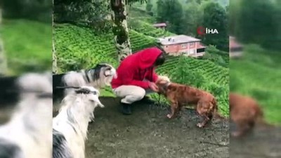 keci -  Ekmeğini paylaşmıştı, bu kez keçinin azizliğine uğradı...Kıskanç keçi sahibini yamaçtan aşağıya böyle düşürdü  Videosu