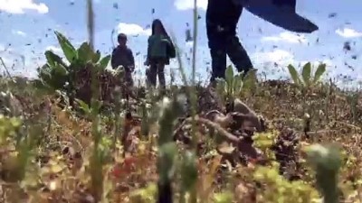 cekirge istilasi - Şanlıurfa'da çekirge istilası Videosu