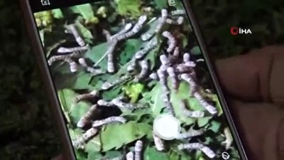 girisimcilik -  Siverek’te yeni geçim kaynağı ipek böceği yetiştiriciliği  Videosu