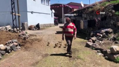 diyalog -  Kaz civcivlerine gözü gibi bakıyor  Videosu