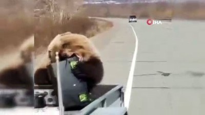 Rusya'da bir ayı kamyonet kasasından alet çantası çaldı