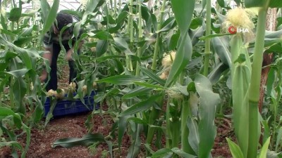 ekince -  Antalyalı çiftçi serasında ezber bozdu  Videosu