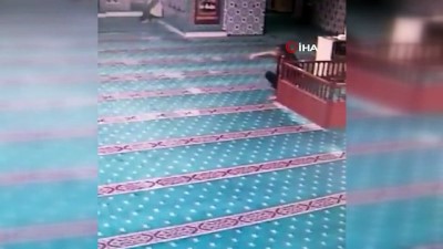 teravih namazi -  Camiye giren kedi cemaate kısa süreli panik yaşattı  Videosu