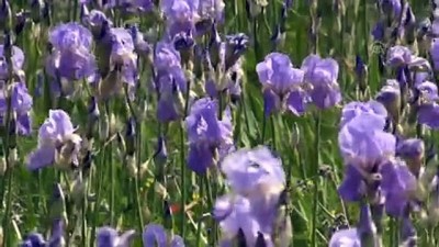 'Gülün başkenti'nde zambak zamanı - ISPARTA 