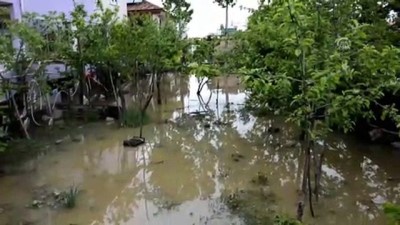 Havza'da yağış ekili tarım alanlarına zarar verdi - SAMSUN
