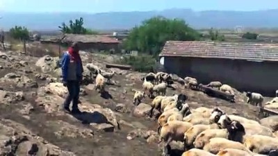 Koyunların arasına karışan dağ ceylanı yavrusu koruma altına alındı - HATAY