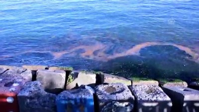 ilkbahar - Marmara Denizi'nde plankton çoğalması - TEKİRDAĞ Videosu