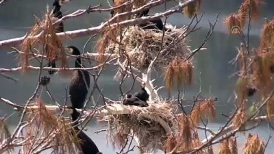 ilkbahar - 'Saklı cennet'te kuş sayısında rekor artış - UŞAK  Videosu