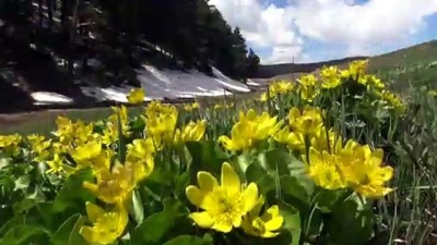 Sarıkamış’ta mayıs ayında kış ile bahar bir arada - KARS 