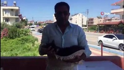 doberman -  Antalya'da komşu kedisine pompalı tüfekle saldırı iddiası  Videosu