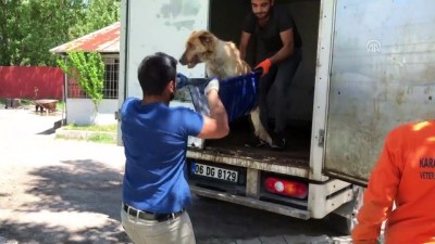 Kamyonetin çarptığı köpek tedaviye alındı - KARABÜK 