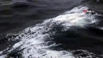 yunuslar -  Deniz Kurdu-2019 Tatbikatı'nda yunus balıkları savaş gemileri ile yarıştı  Videosu