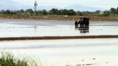 gubre - Manyas'da çeltik ekimi başladı - BALIKESİR Videosu