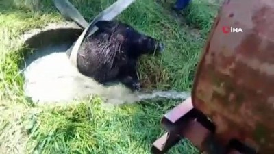 yaban domuzu -  Su kuyusuna düşen yaban domuzunu itfaiye ekipleri kurtardı  Videosu