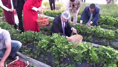 Yayladağı çileği Rusya'ya ihraç edilecek - HATAY 