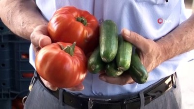  Adana'da domates ve salatalığın kilosu 1 liraya düştü 