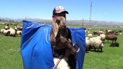 yogun mesai - Çobanların zorlu ramazan mesaisi - MUŞ  Videosu