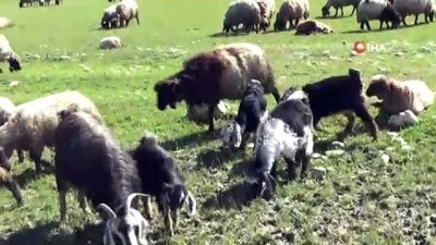 keci -  Çobanların zorlu Ramazan mesaisi  Videosu