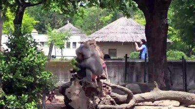 dis gicirdatma - Hayvanat bahçesinde babun yavrusu heyecanı - BURSA  Videosu