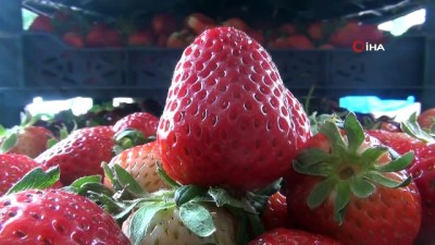 cilek hasadi -  İnegöl çileğinde ilk hasat başladı  Videosu