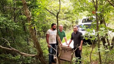 ormana -  Tedavisi tamamlanan tilki ormana salındı  Videosu