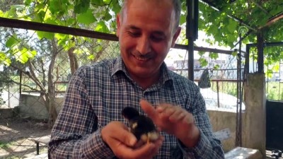 a haber - Yumurtadan 4 bacaklı civciv çıktı - OSMANİYE  Videosu
