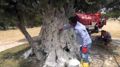 acik artirma -  1300 yıllık anıt zeytin ağacı Erdoğan'ı bekliyor  Videosu