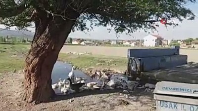 fi yapi -  Bu köy geçimini kazlardan sağlıyor  Videosu