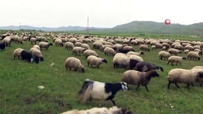 kirka -  Gercüş'te koyun kırkma dönemi başladı  Videosu