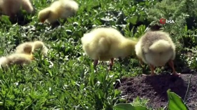 bebek -  Kars’ta kaz yavruları meraya çıktı  Videosu