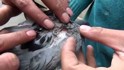 yarali guvercin - Aracının motor bölümüne giren yaralı güvercini kurtardı - ŞIRNAK  Videosu