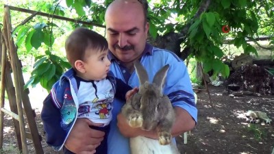 evcil hayvan -  Bu tavşanı görenler gözlerine inanamıyor  Videosu