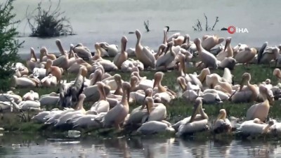  Göç eden pelikanlar İnegöl Boğazköy Barajı'na uğradı...Barajda ilk kez görüntülenen pelikanlar renkli görüntüler oluşturdu 