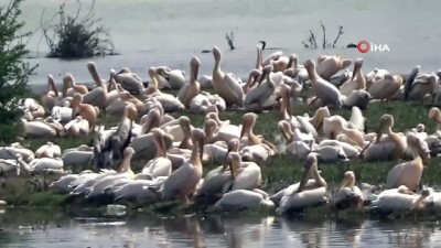 gocmen kus -  Göç eden pelikanlar İnegöl Boğazköy Barajı'na uğradı...Barajda ilk kez görüntülenen pelikanlar renkli görüntüler oluşturdu  Videosu